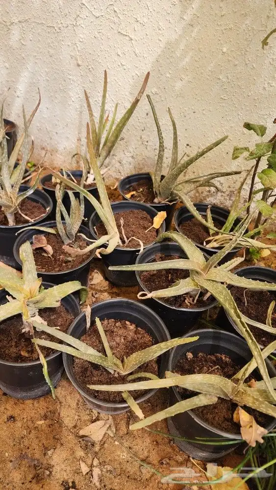نبات صبار الالوفيرا Aloe vera . 0