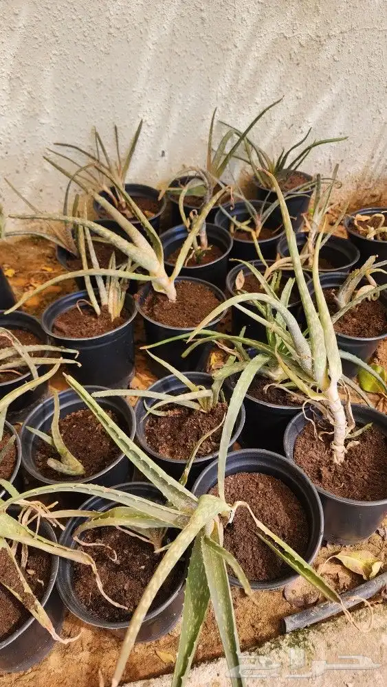 نبات صبار الالوفيرا Aloe vera . 1
