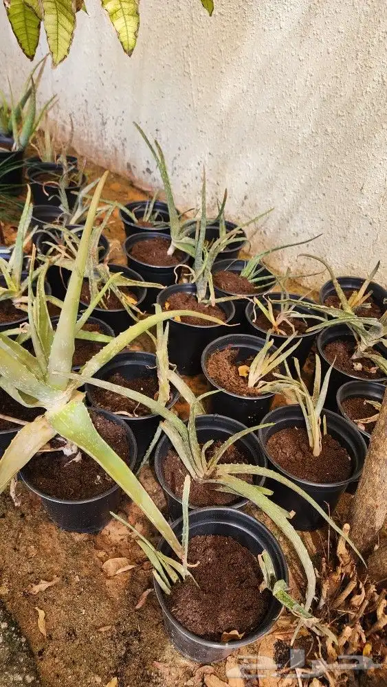 نبات صبار الالوفيرا Aloe vera . 4