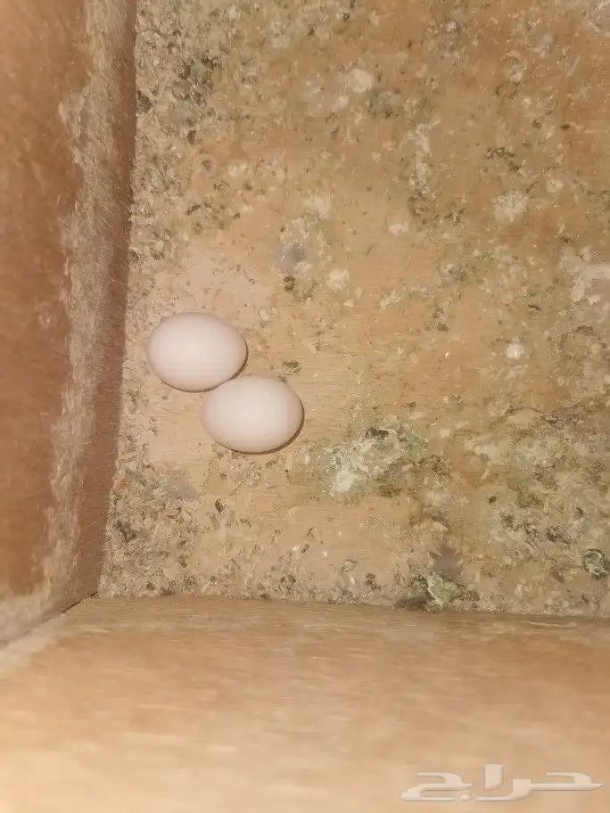 جوز كروان للبيع 3
