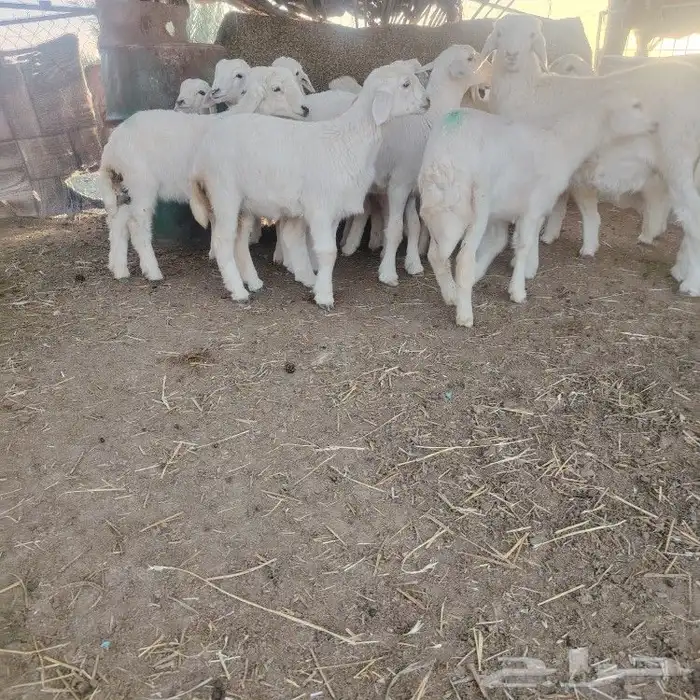 ضحايا بهم حري خرفان ورخال العدد 17 3