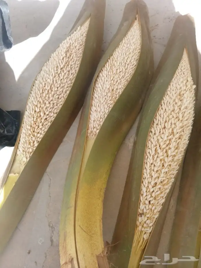 يوجد لدينا لقاح نخل البيع باسعر مناسب 2
