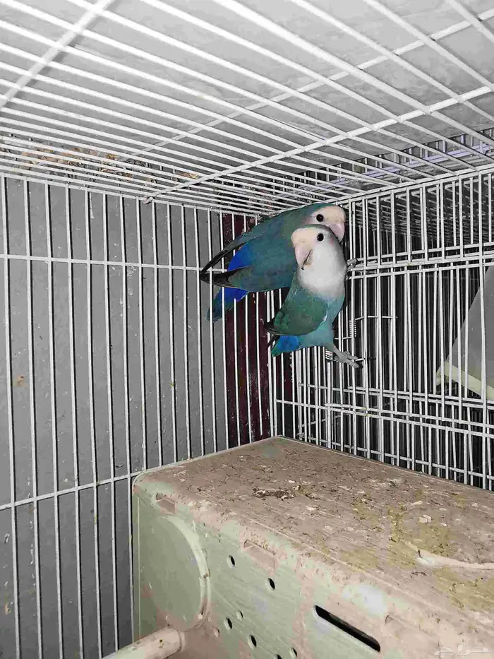جوز روز 1