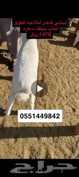 ذبايح حريات تابي وتمارا فاخره وسواكني لباب بيتك 5