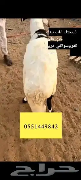 ذبايح حريات تابي وتمارا فاخره وسواكني لباب بيتك 9