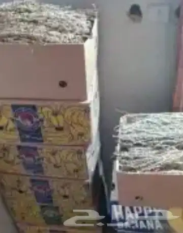 لقاح ناشف 2
