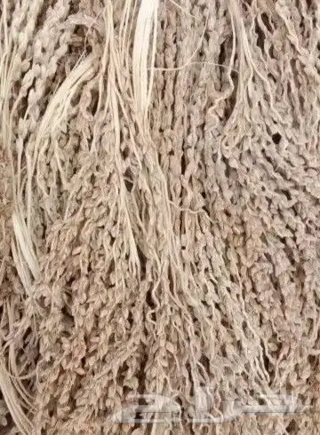 لقاح ناشف 0