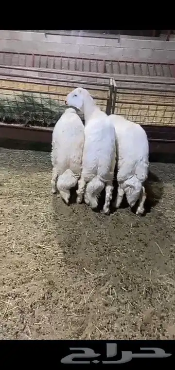 خرفان جبره وكفو 3
