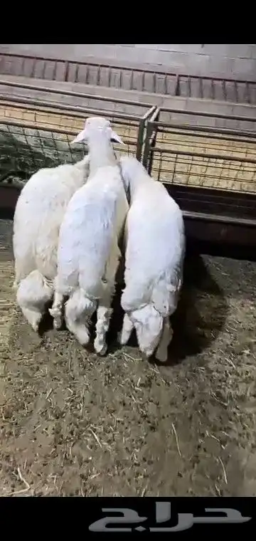 خرفان جبره وكفو 4
