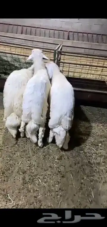 خرفان جبره وكفو 1