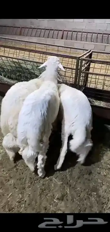 خرفان جبره وكفو 2