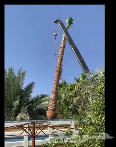 مقاول نخيل الجله تبراك ضرما المزاحميه القرنه القويعية الخرج 1
