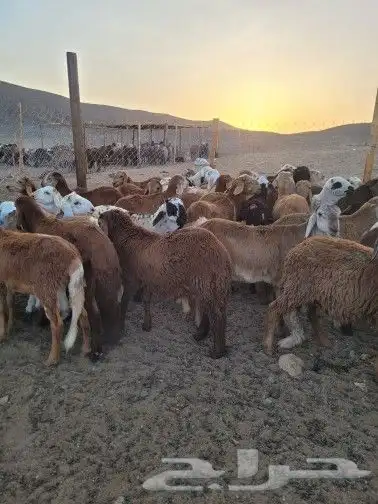 ذبايح حريات تابي وتمارا فاخره وسواكني لباب بيتك 1