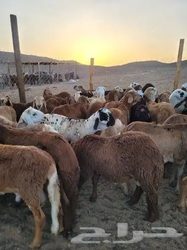 ذبايح حريات تابي وتمارا فاخره وسواكني لباب بيتك 3