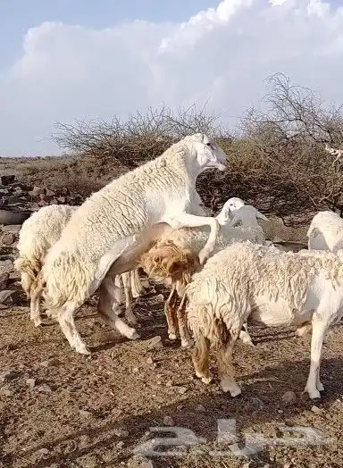 فحل حري صنف تم البيع 2