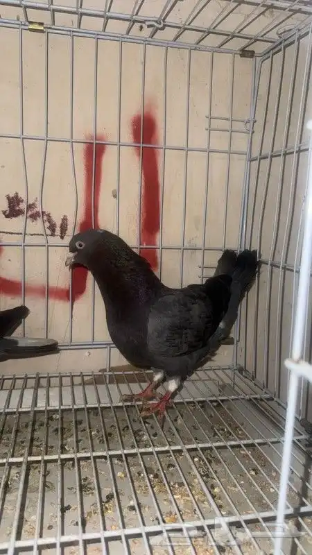 جوز قطايف تم بيع 2