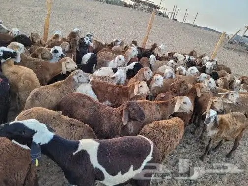 ذبايح حريات تابي وتمارا فاخره وسواكني لباب بيتك 2