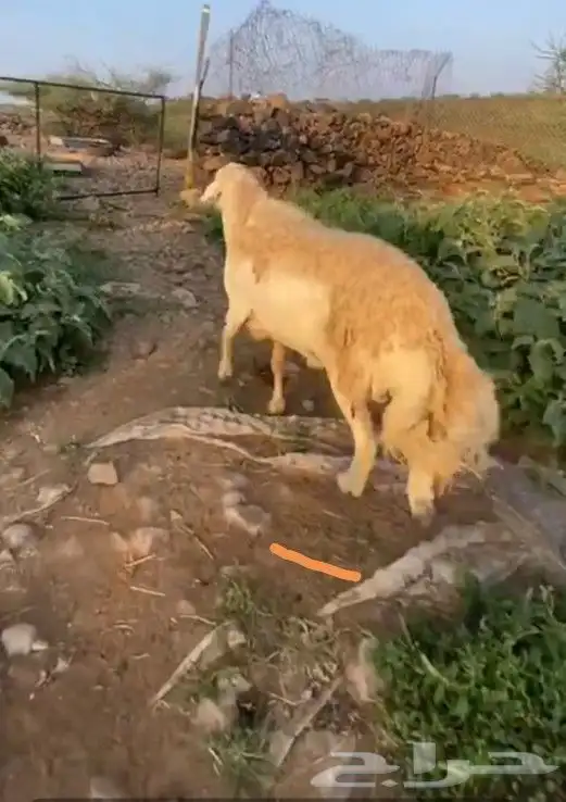 فحل حري صنف تم البيع 3