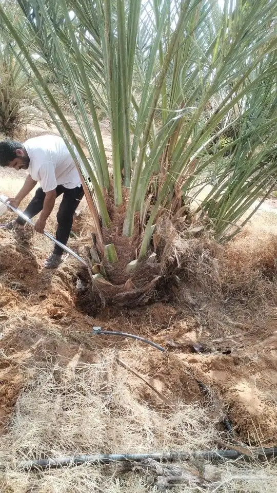 ابومحمد لتوريد جميع انواع النخيل 5