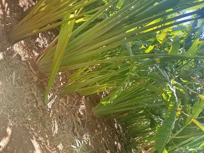 مشتل زهرة الربيع 0