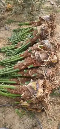 نخل عربي بجميع أنواعه فسائل جثايث نقايل 7