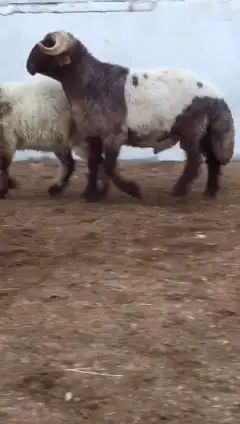 فحول نعيم صنف للبيع 1