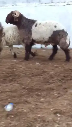 فحول نعيم صنف للبيع 3