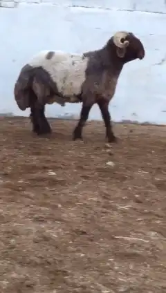 فحول نعيم صنف للبيع 0