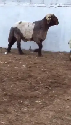 فحول نعيم صنف للبيع 4