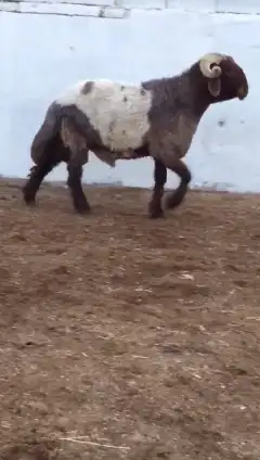 فحول نعيم صنف للبيع 2