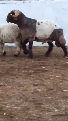 فحول نعيم صنف للبيع 5