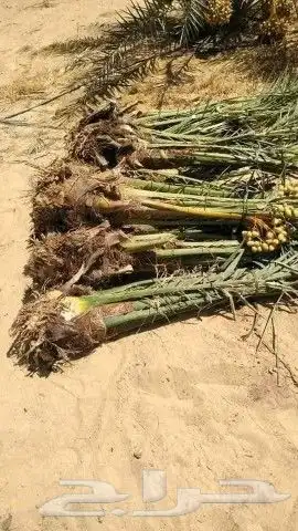 نخل عربي بجميع أنواعه فسائل جثايث نقايل 4
