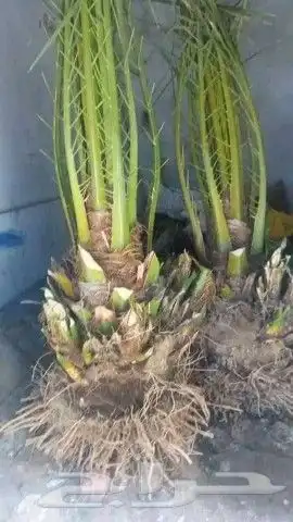 نخل عربي بجميع أنواعه فسائل جثايث نقايل 1