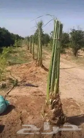 نخل عربي بجميع أنواعه فسائل جثايث نقايل 6