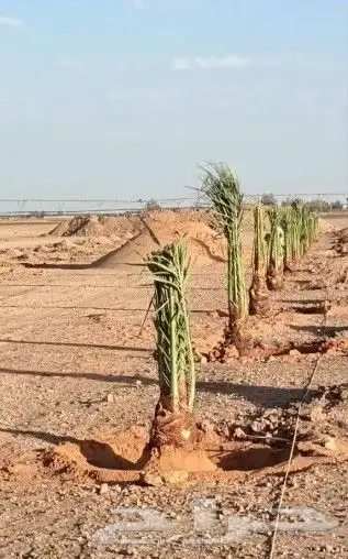يوجد لدينا جميع انواع انخيل 8