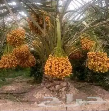 نخل عربي بجميع أنواعه فسائل جثايث نقايل 2