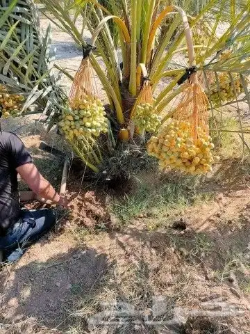نخل عربي بجميع أنواعه فسائل جثايث نقايل 3