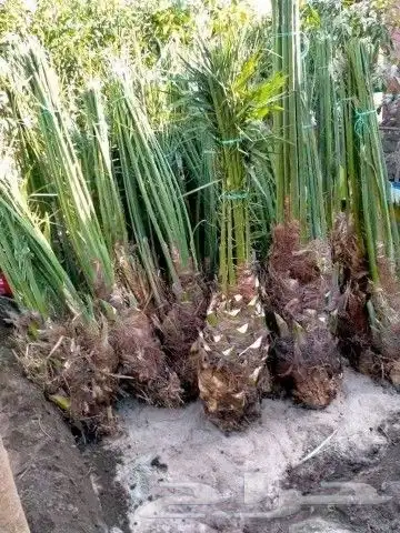 نخل عربي بجميع أنواعه فسائل جثايث نقايل 5
