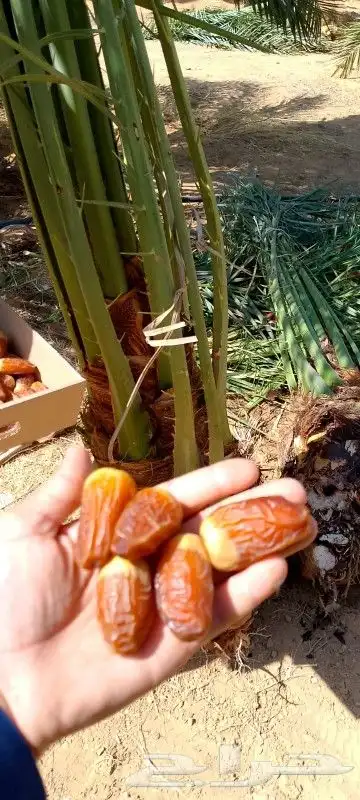 السلام عليكم ورحمة الله وبركاته زبائن الكرم يوجد لدينا نقايل 4