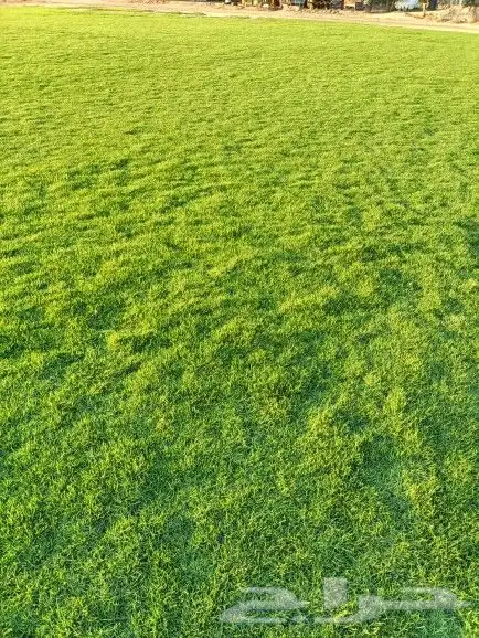 نجيل طبيعي 8