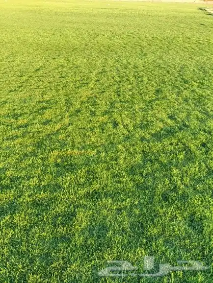 نجيل طبيعي 9