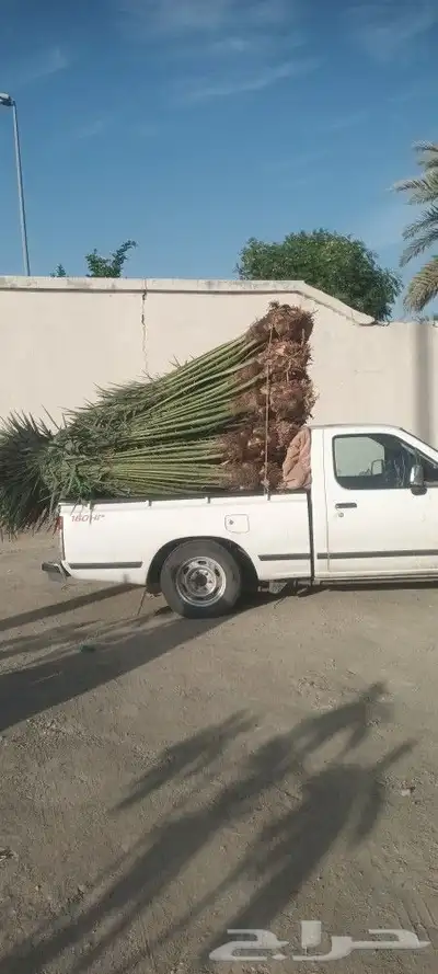 يوجد لدينا جميع انواع انخيل 5