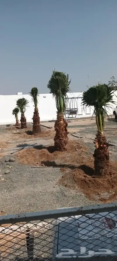 يوجد لدينا جميع انواع انخيل 9