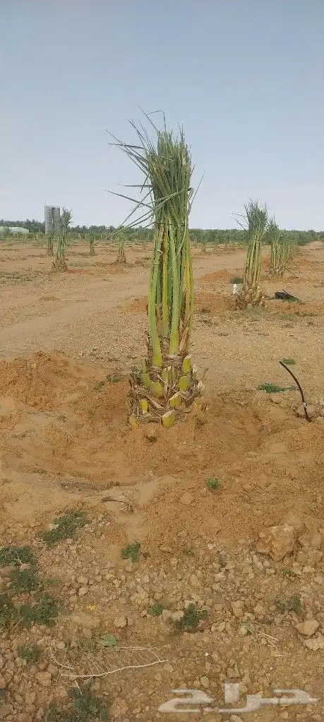 السلام عليكم ورحمة الله وبركاته زبائن الكرم يوجد لدينا نقايل 0
