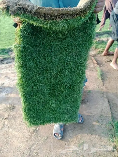 نجيل طبيعي 5