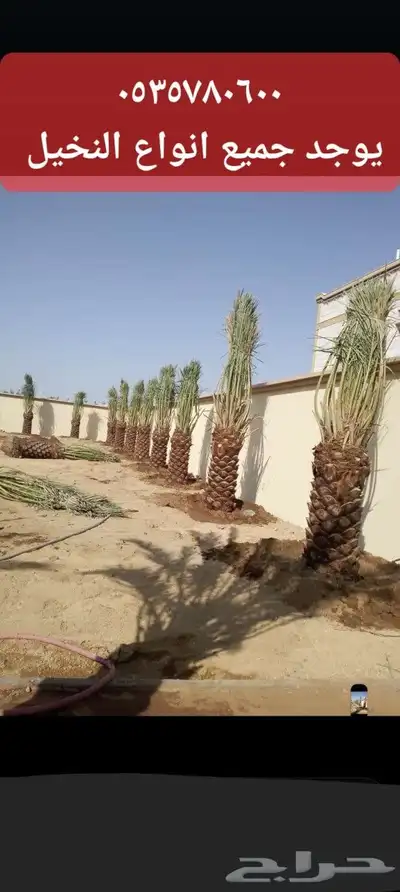 يوجد لدينا جميع انواع انخيل 3