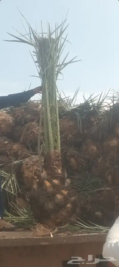 يوجد لدينا جميع انواع انخيل 2