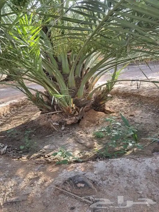 للبيع نخيل مثمر 1
