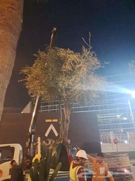 زيتون مثمر نيبالي واسباني ونخيل 8