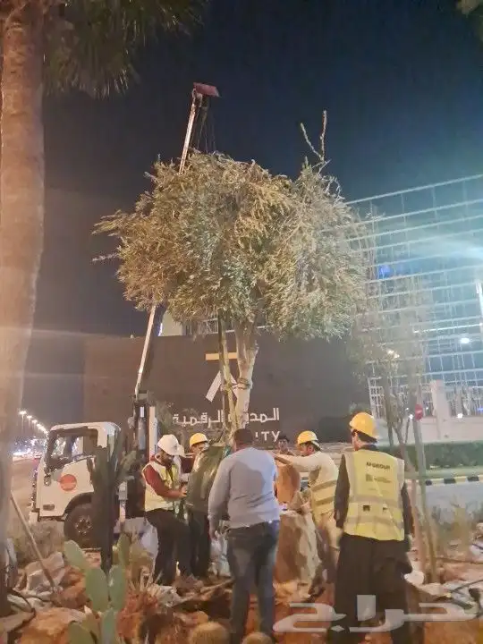 زيتون مثمر نيبالي واسباني ونخيل 9